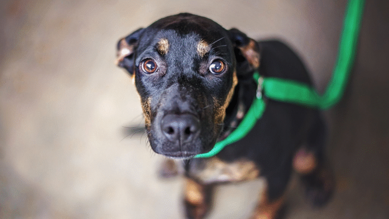 Czy zwierzęta ze schroniska są za darmo?