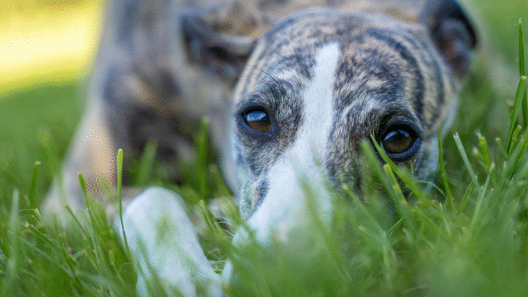 Ile kosztuje oddanie zwierzęcia do schroniska?