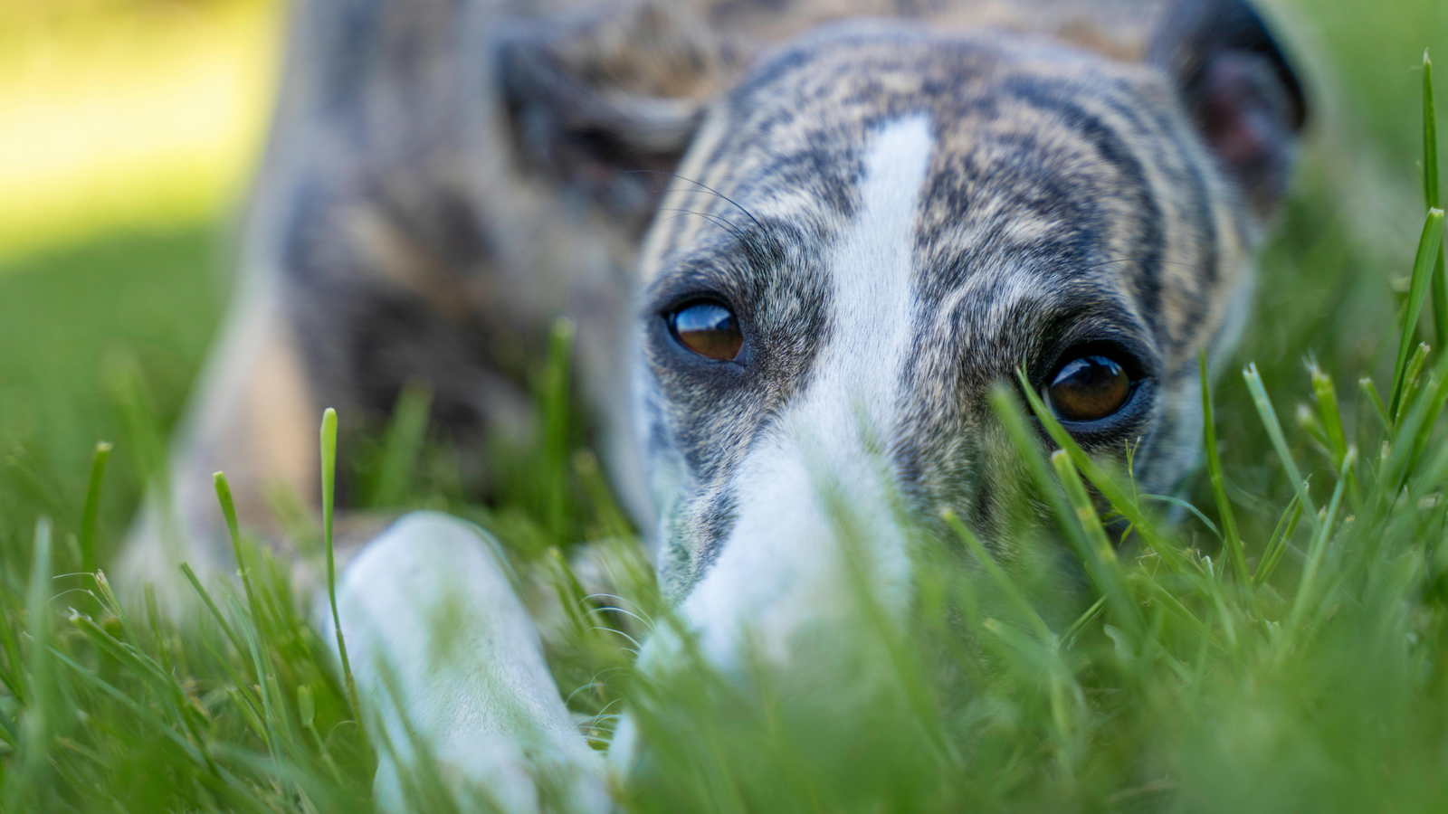 Ile kosztuje oddanie zwierzęcia do schroniska?