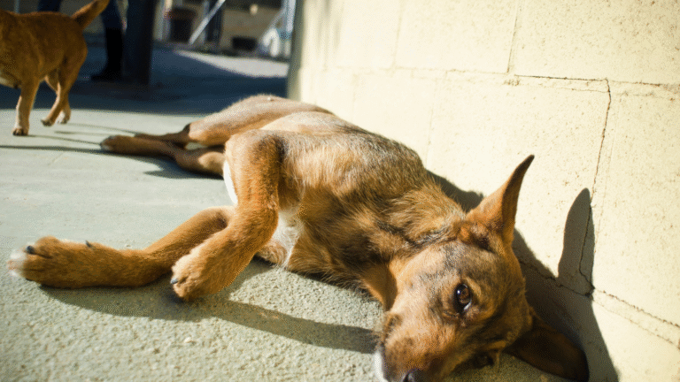 Co mogę zrobić, jeśli nie chcę już mieć swojego psa?
