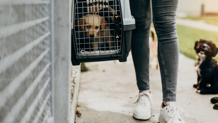 Jaka jest kara za oddanie psa do schroniska?