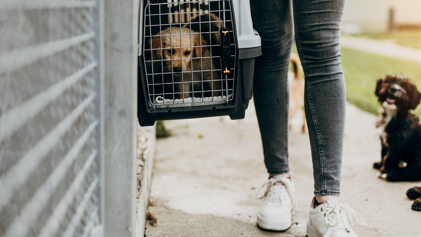 Jaka jest kara za oddanie psa do schroniska?