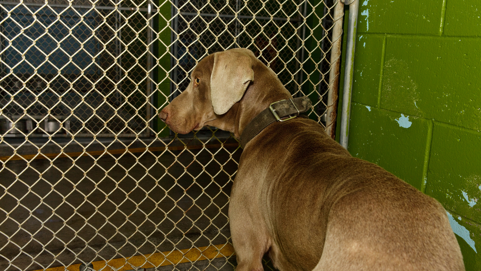 Jaka jest procedura oddania psa do schroniska?