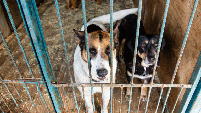 Jak długo czeka się na psa ze schroniska?