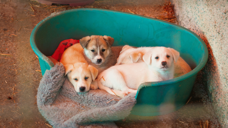 Schronisko dla zwierząt w Wejherowie