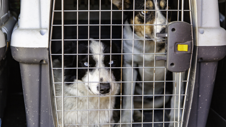 Ile kosztuje uśpienie psa?