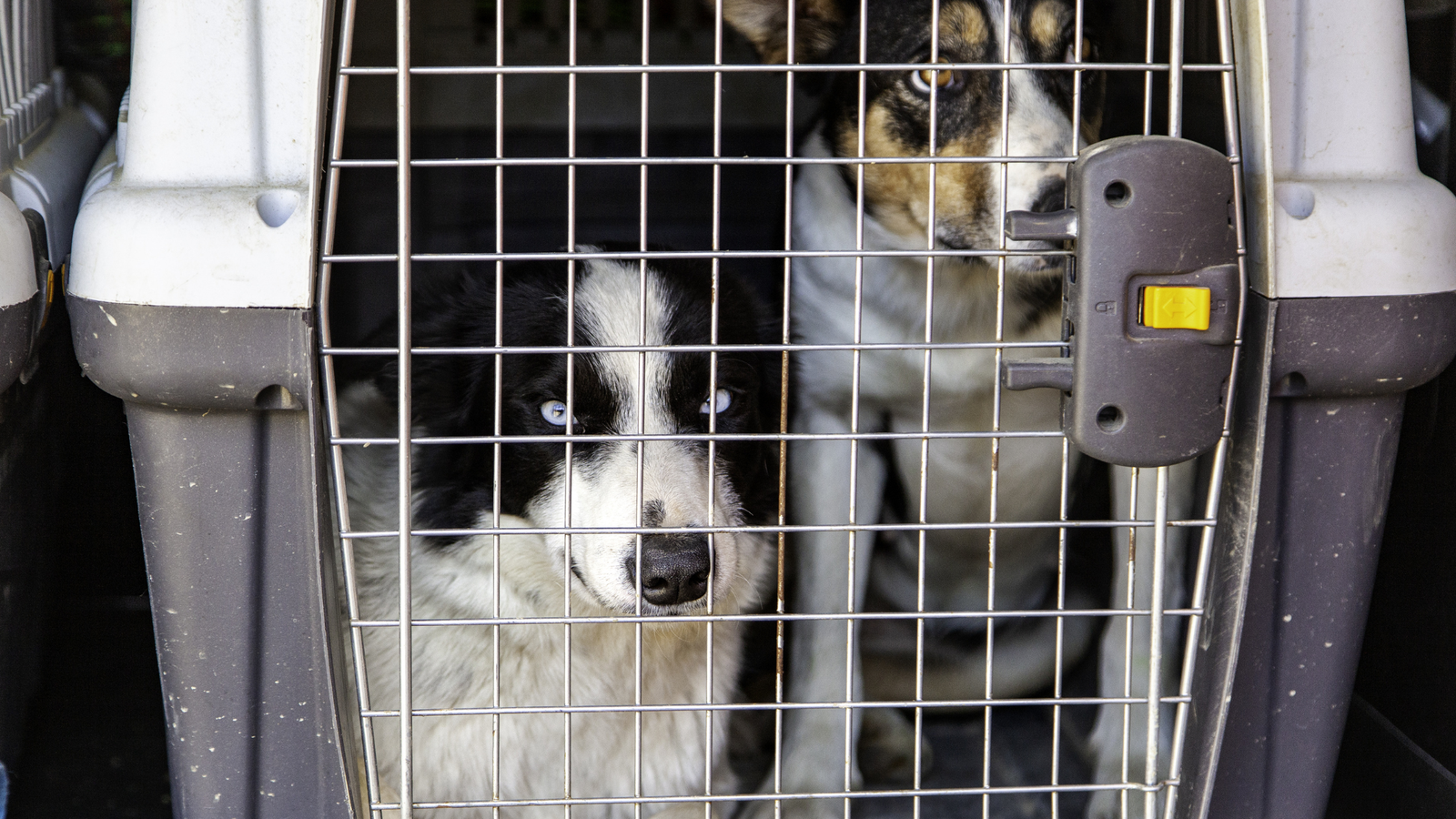 Ile kosztuje uśpienie psa?