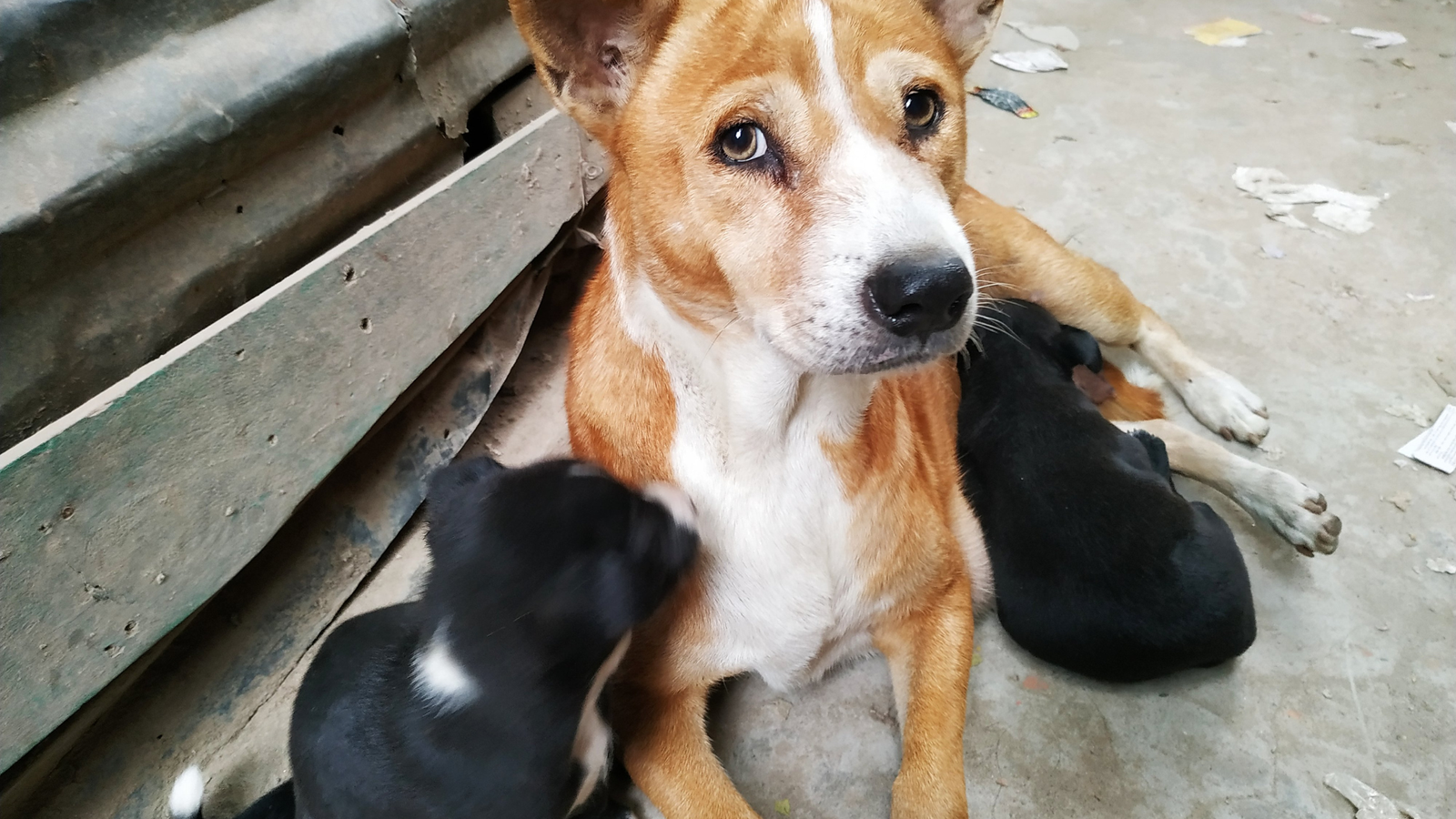 Kiedy nie adoptować psa?