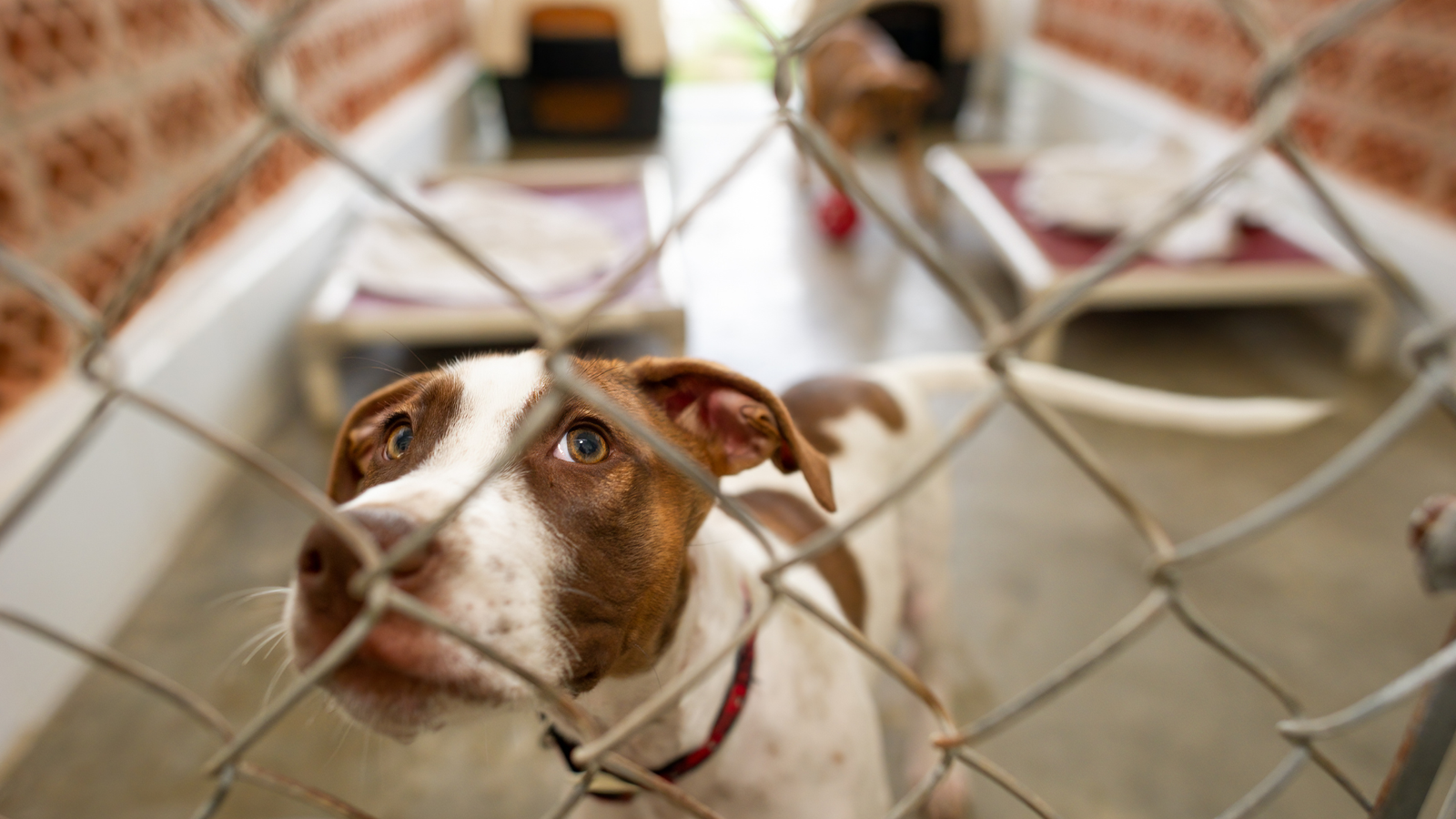 Czy schronisko musi przyjąć psa?