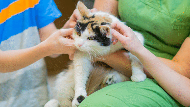 Czy można oddać szczeniaki do schroniska za darmo?
