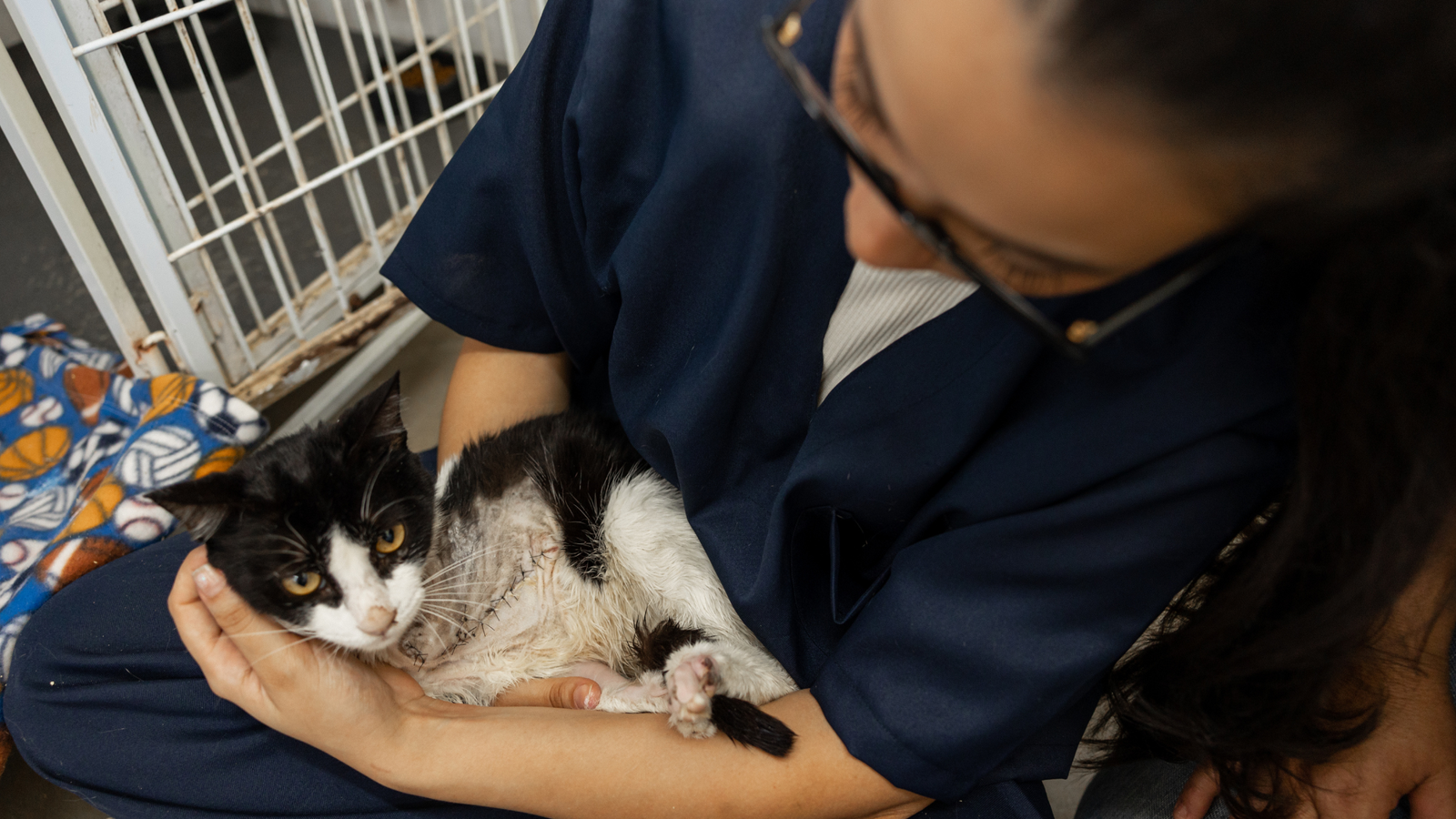 Jakie zwierzęta egzotyczne przyjmują schroniska?