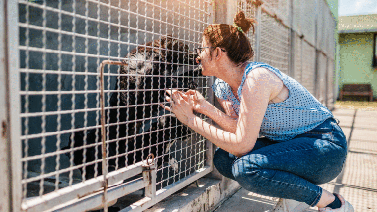 Czy można oddać znalezionego psa do schroniska?