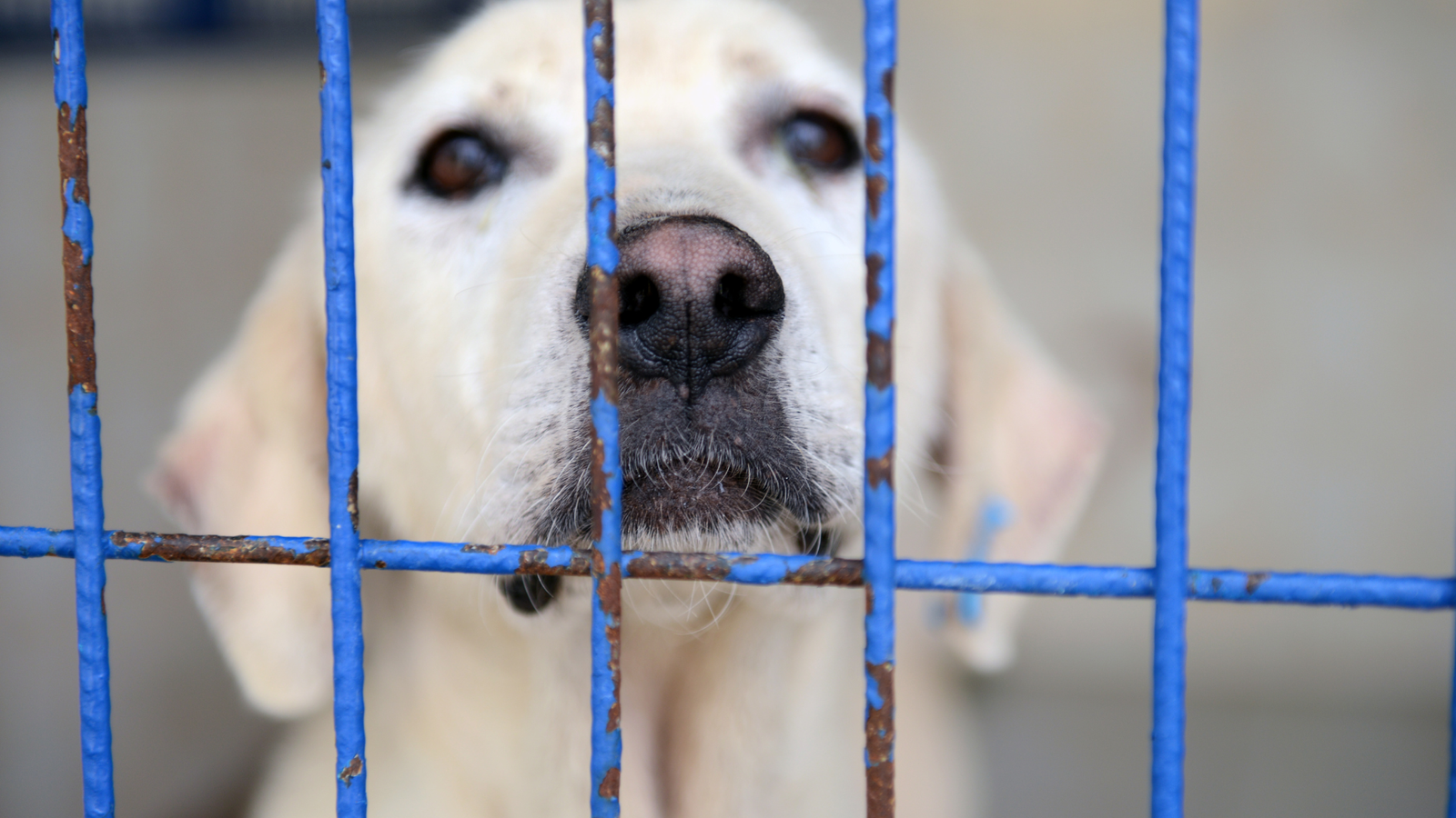Schronisko dla zwierząt Chrzanów