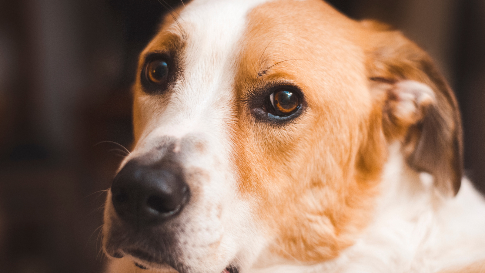 Schronisko dla zwierząt Gorzów