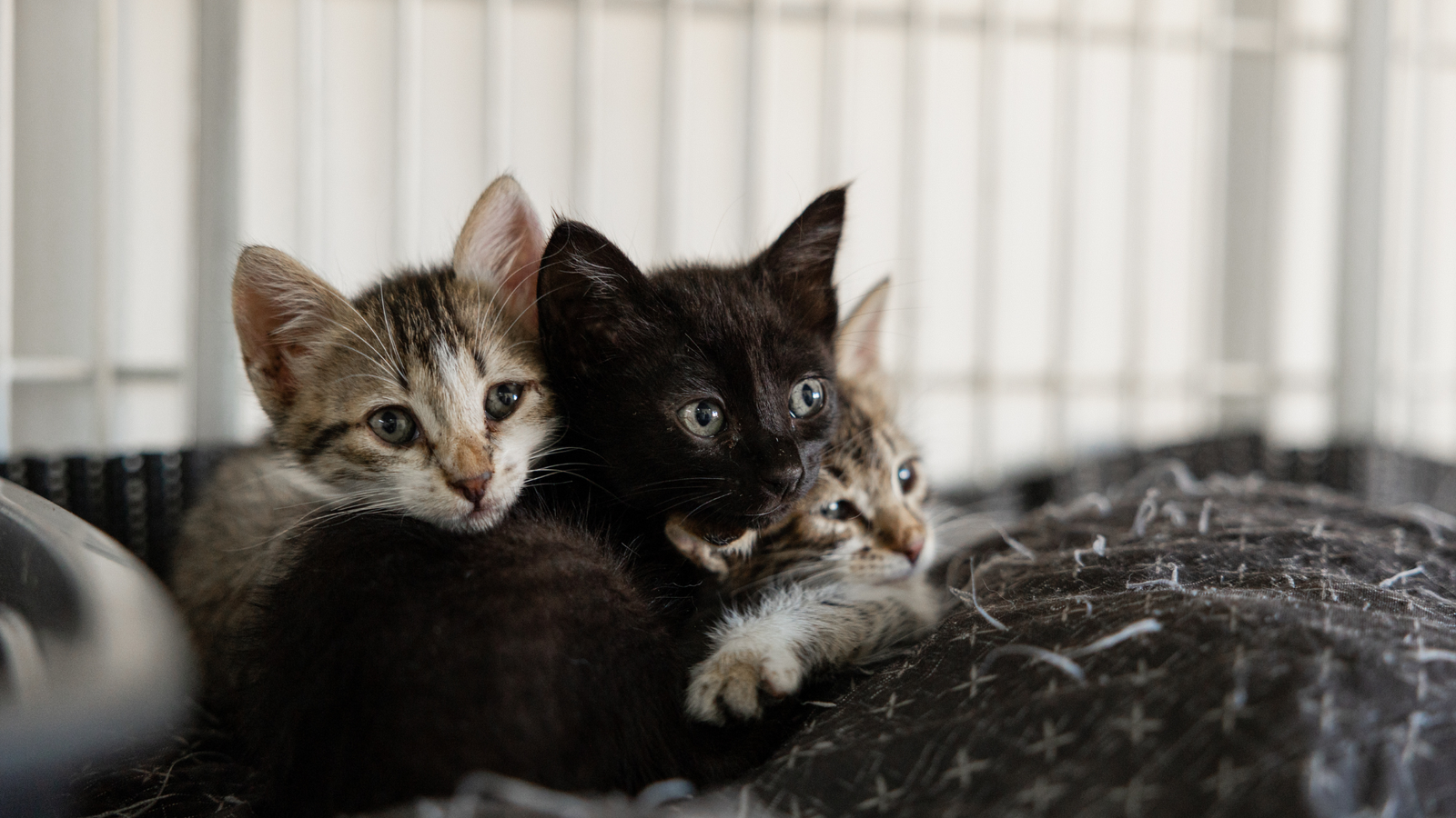 Schronisko dla zwierząt Orzechowce