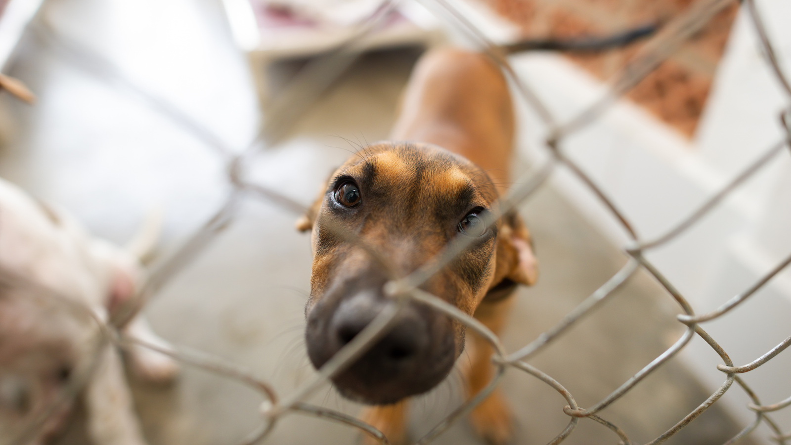 Schronisko dla zwierząt Legnica