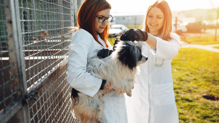 Schronisko dla zwierząt Białystok