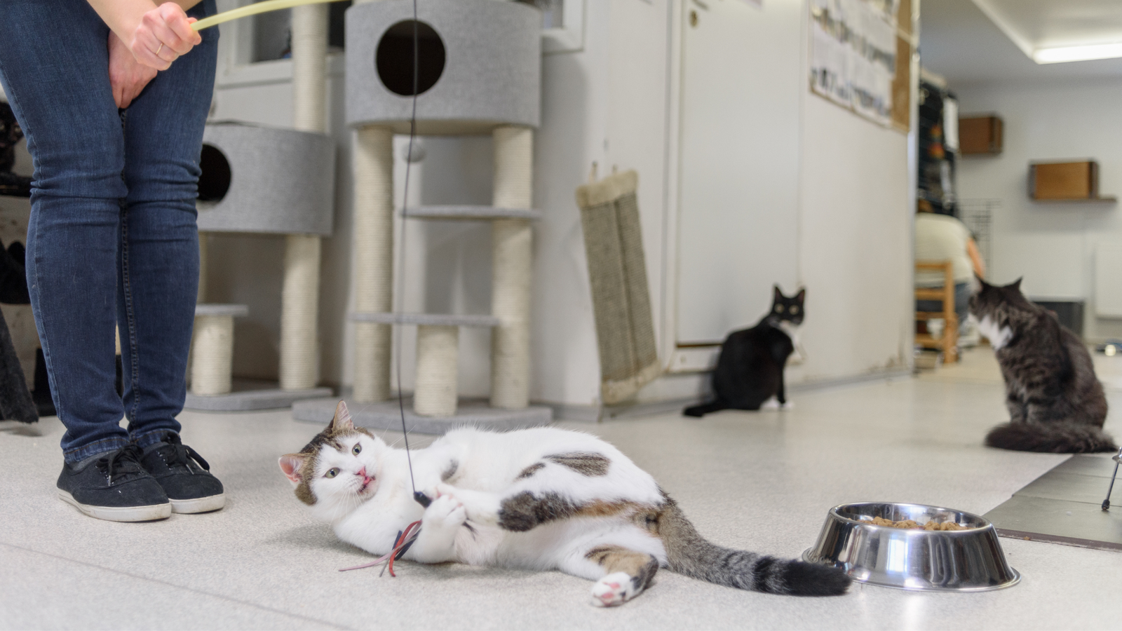 Schronisko dla zwierząt Gliwice