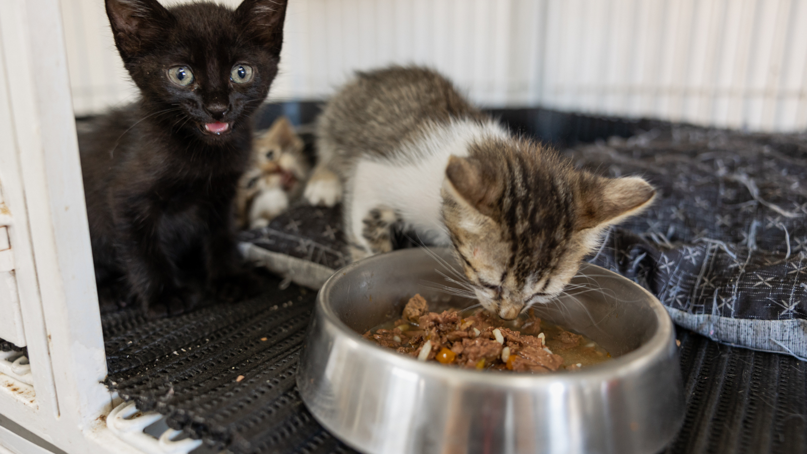 Schronisko dla zwierząt Lubartów