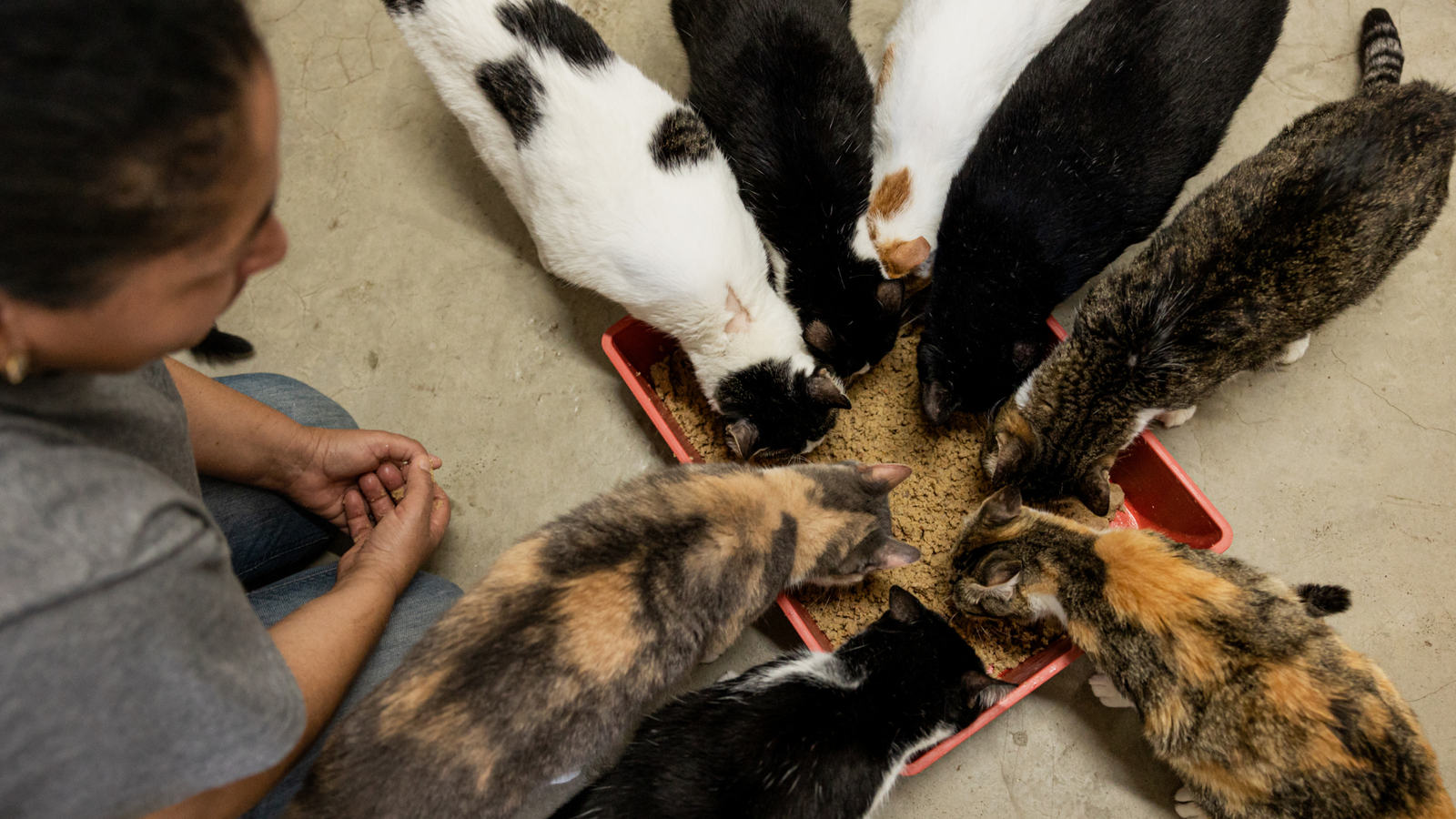 Schronisko dla zwierząt w Tczewie