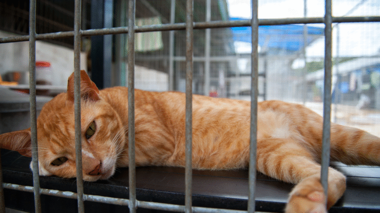 Schronisko dla zwierząt Miedary