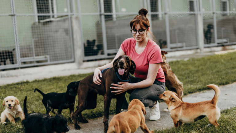 Schronisko dla zwierząt Wieruszów