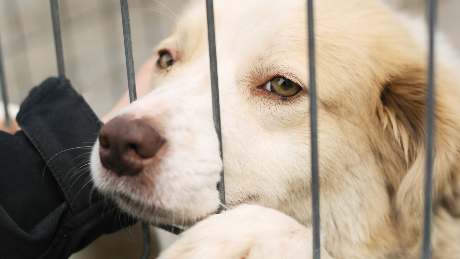 Schronisko dla zwierząt Bielsko-Biała