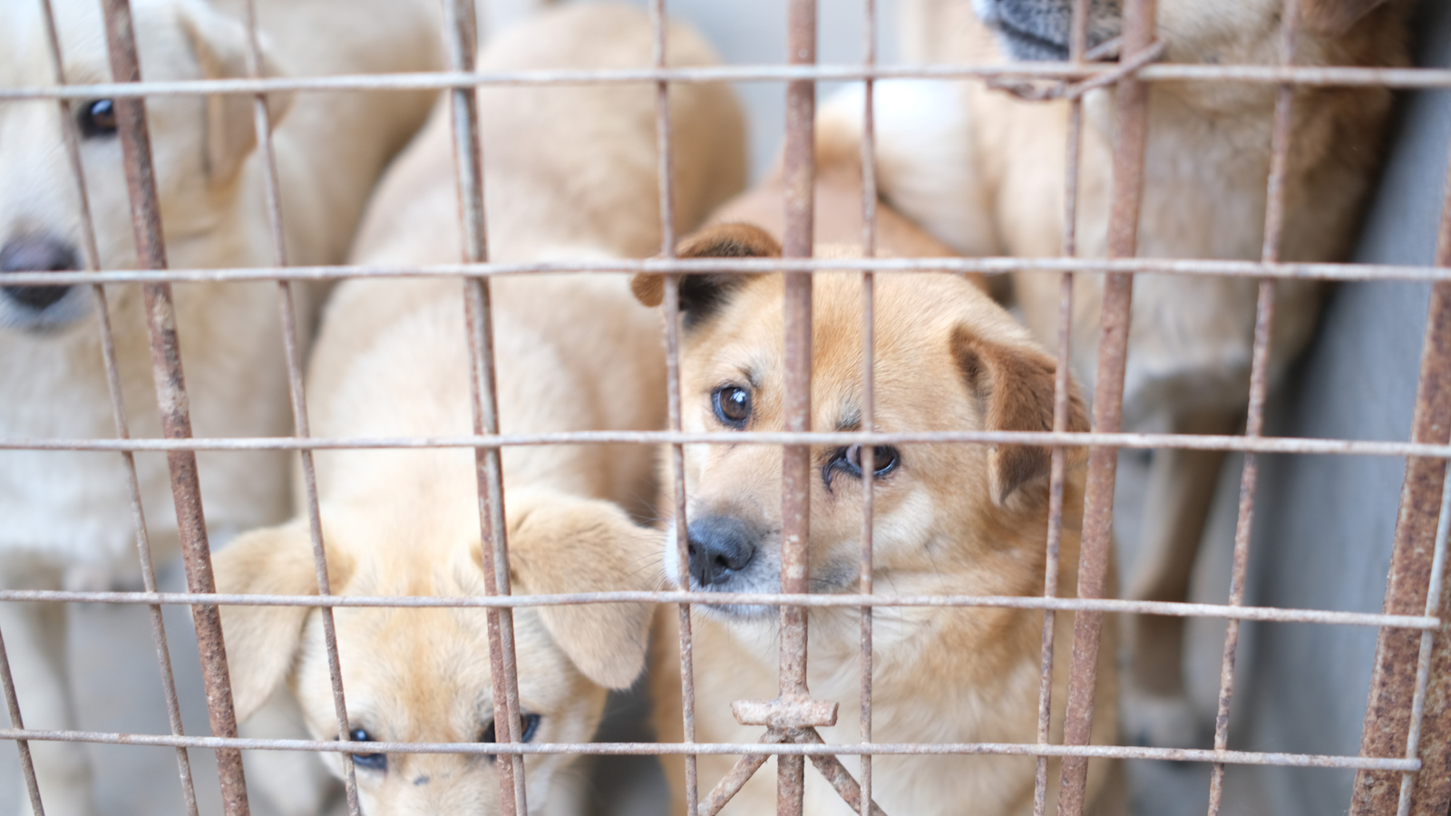 Schronisko dla zwierząt w Szczecinie