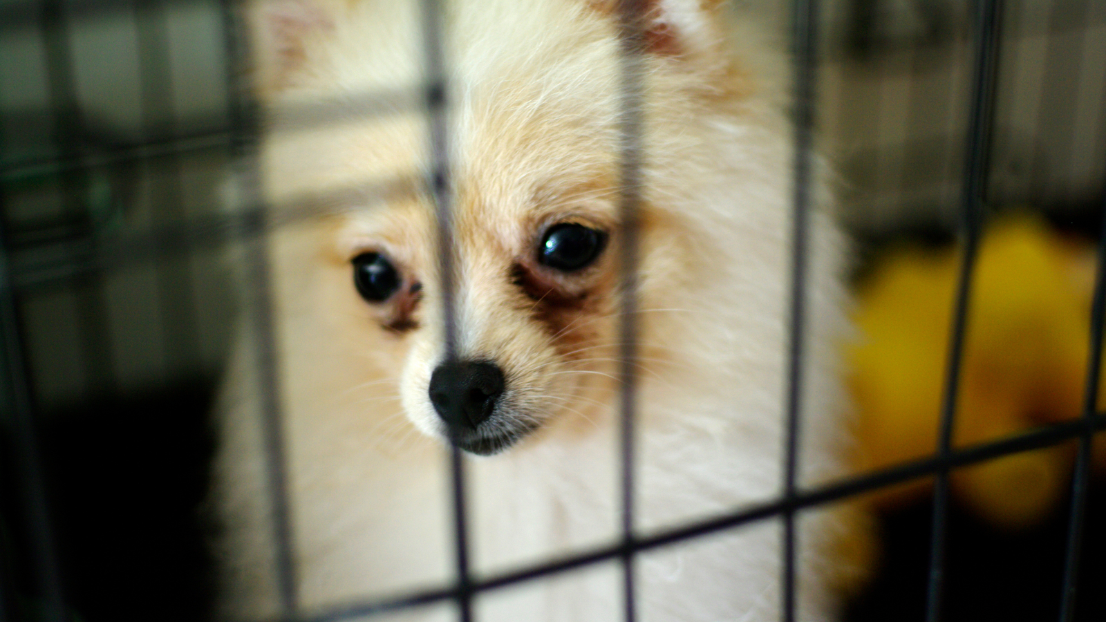 Schronisko dla zwierząt w Gnieźnie