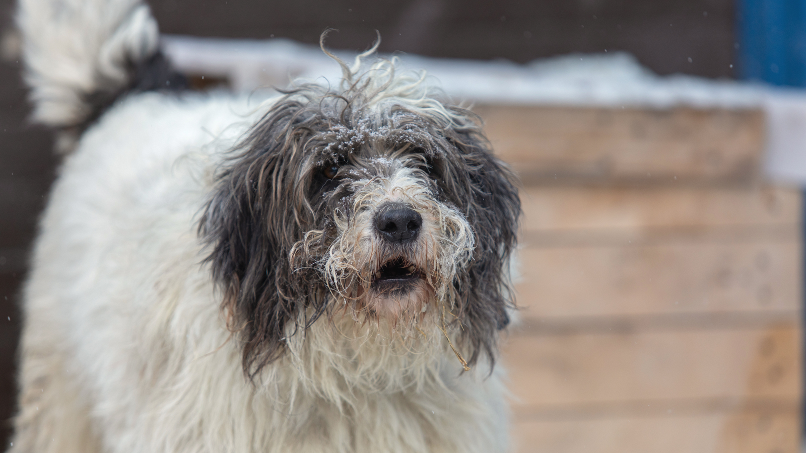 Schronisko dla zwierząt Starogard Gdański