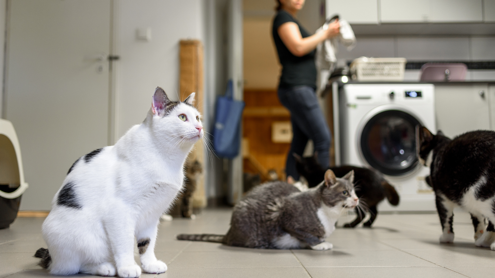 Schronisko dla zwierząt Pegasus (Musuły)