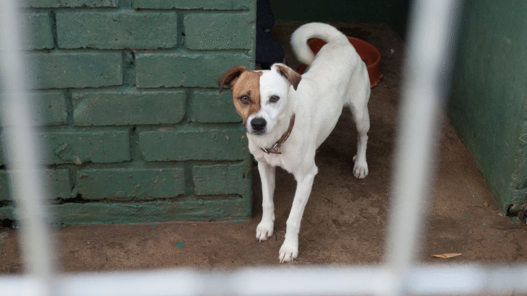 Schronisko dla zwierząt Słupsk