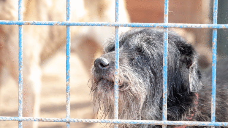 Schronisko dla zwierząt Cieszyn