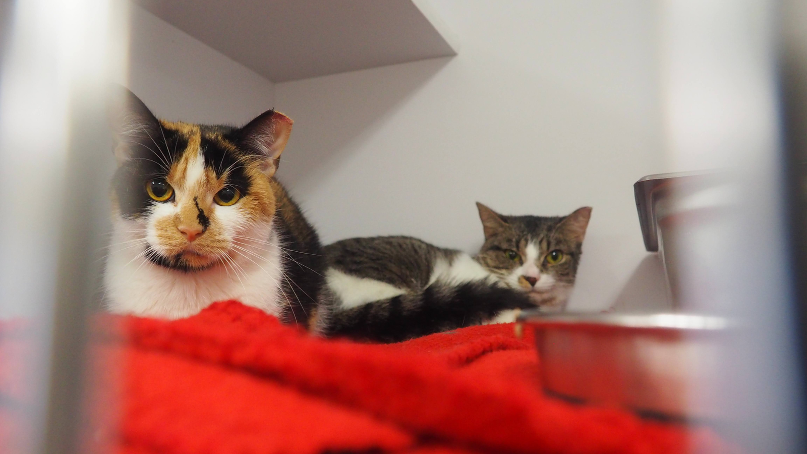 Schronisko dla zwierząt Kościerzyna