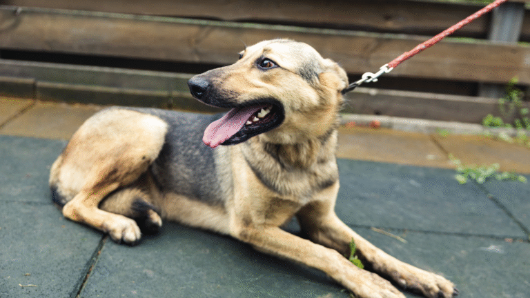 Schronisko dla zwierząt Pszczyna
