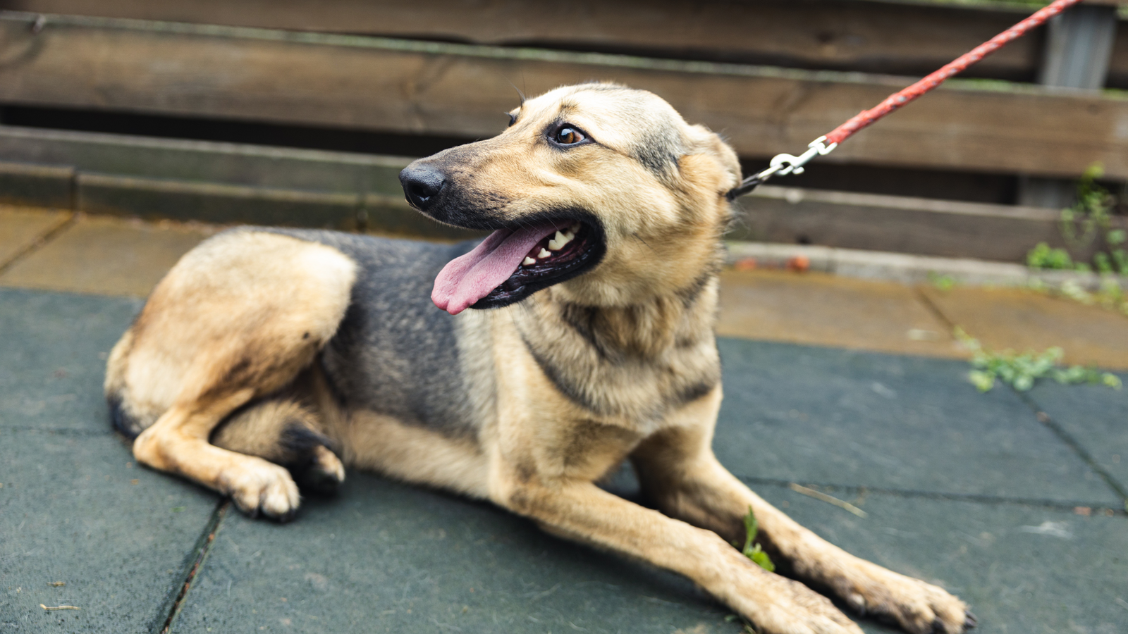 Schronisko dla zwierząt Pszczyna