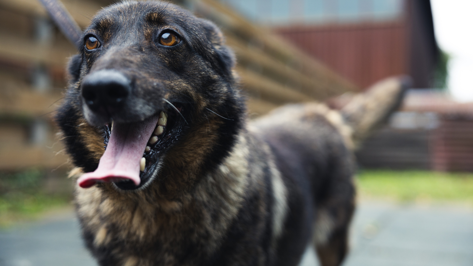 Schronisko dla zwierząt Chorzów