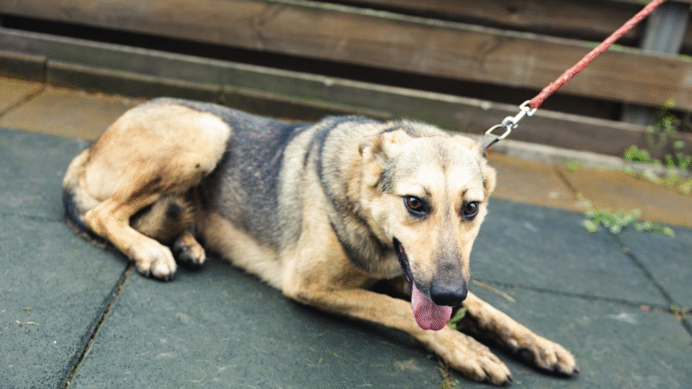 Schronisko dla Zwierząt Kalisz