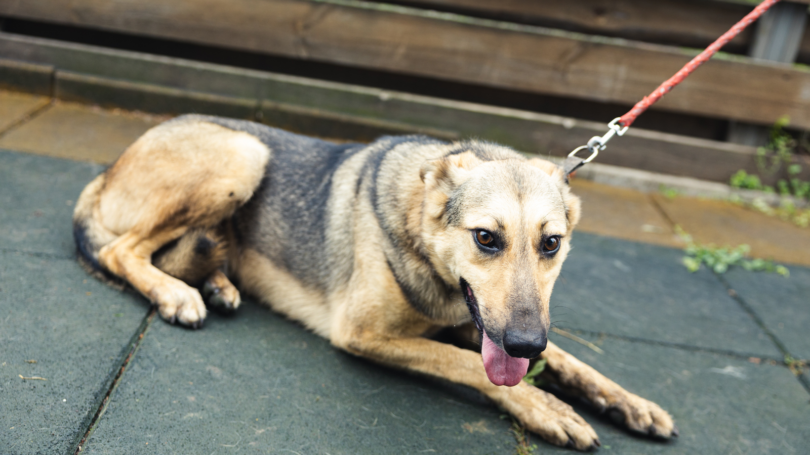 Schronisko dla Zwierząt Kalisz